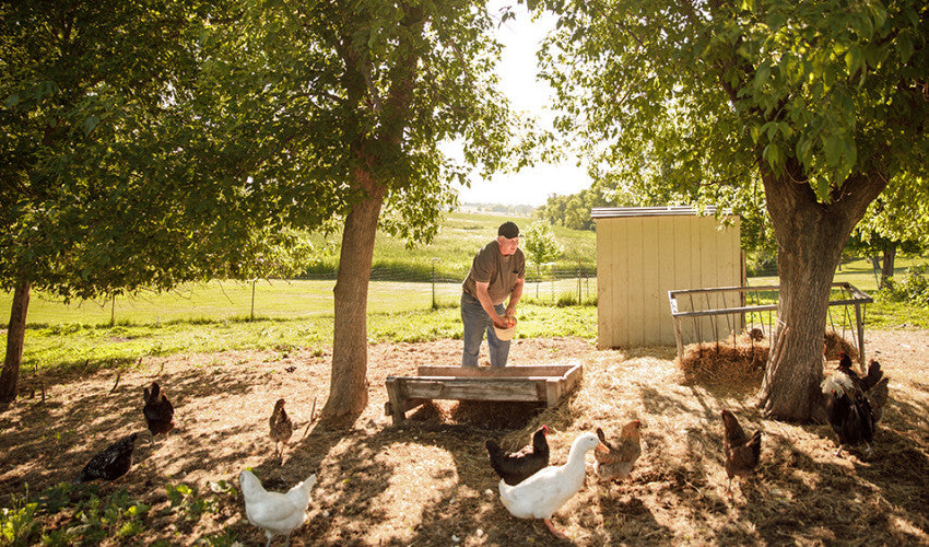 Caring for a Multi-Species Flock of Chickens