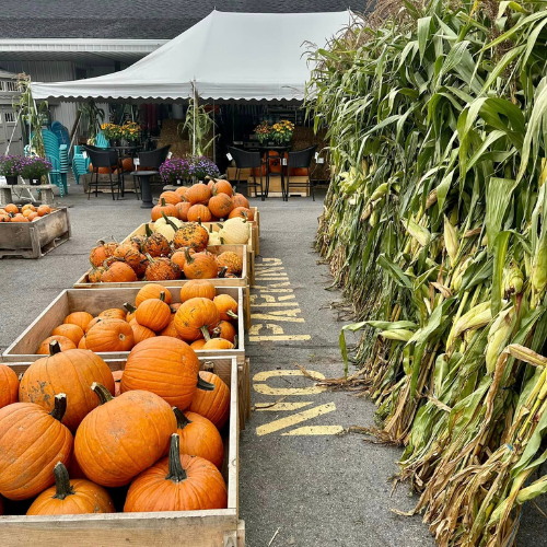 Pumpkins and corn