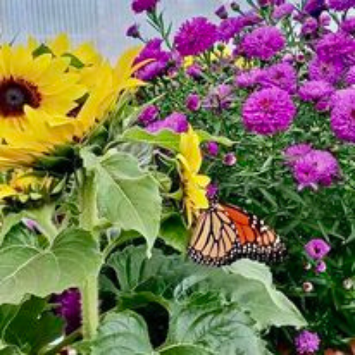 Flowers with a butterfly resting on them