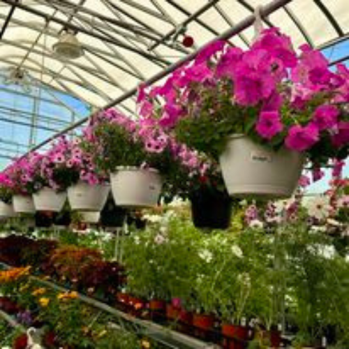 Hanging flowers and plant selection inside of a greenhouse