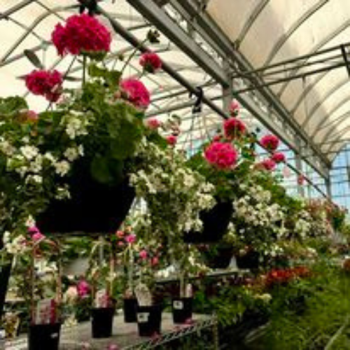 Hanging flower baskets and live plants inside of a greenhouse