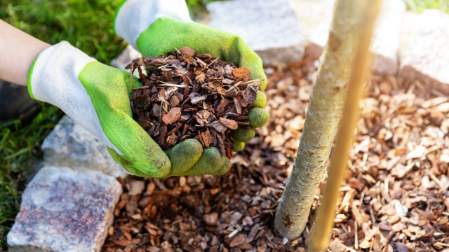 Gloved hands holding mulch