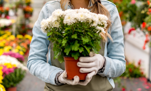 Garden center staff holding a plant