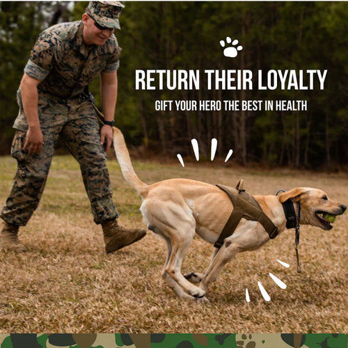 Operation Good Boy SRE: Hip & Joint for Dogs