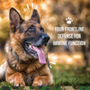 Operation Good Boy SRE: Immune Support for Dogs