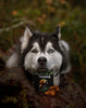 Operation Good Boy SRE: Hip & Joint for Dogs