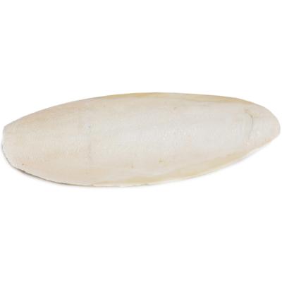 Prevue Pet Products LARGE CUTTLEBONE BULK BOX