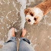 ROAM® Bucky Gnaw-kle™ Dog Treat