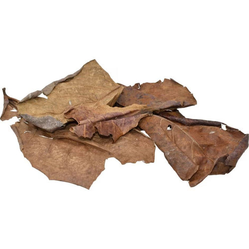 Komodo Dried Oak Leaf Litter