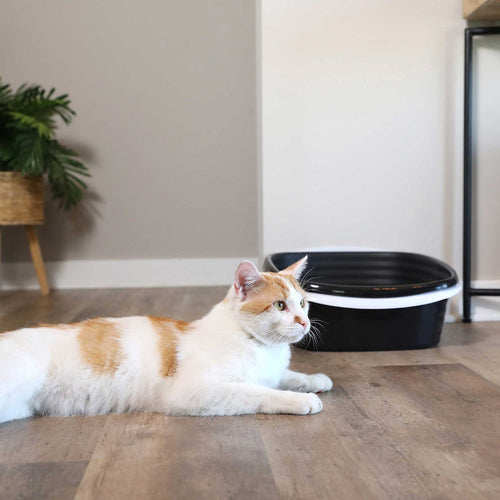 Petmate Arm & Hammer Sifting Litter Box