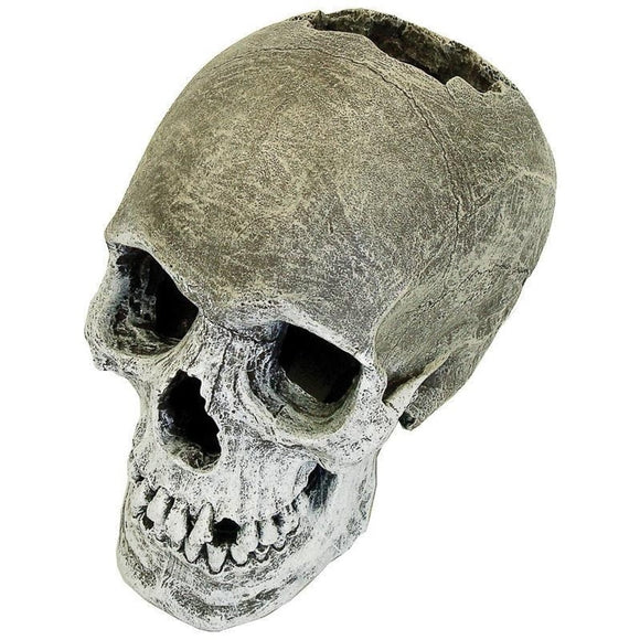 EXOTIC ENVIRONMENTS LIFE-LIKE HUMAN SKULL (SMALL)